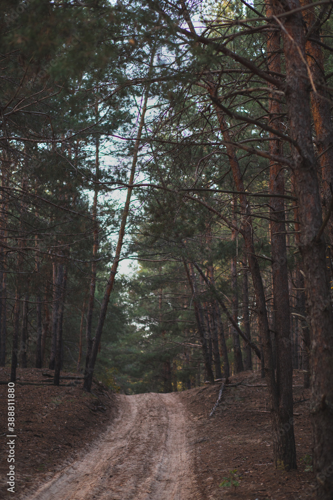 Obraz premium footpath in the pine woods