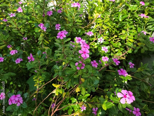 Pink flowers in the garden