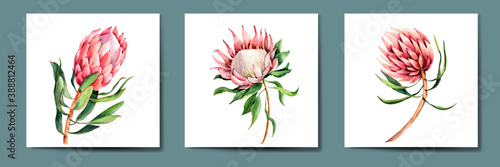 Elegant bouquet of pink flowers Protea, collection of watercolor hand drawing, vintage, delicate, nature, perfect for wedding invitation, textile print, scrapbooking and much more photo