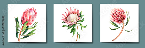 Photos Elegant bouquet of pink flowers Protea, collection of watercolor hand drawing, v