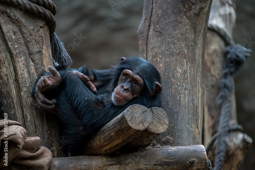 Fototapeta Naklejka Na Ścianę i Meble -  Resting chimpanzee