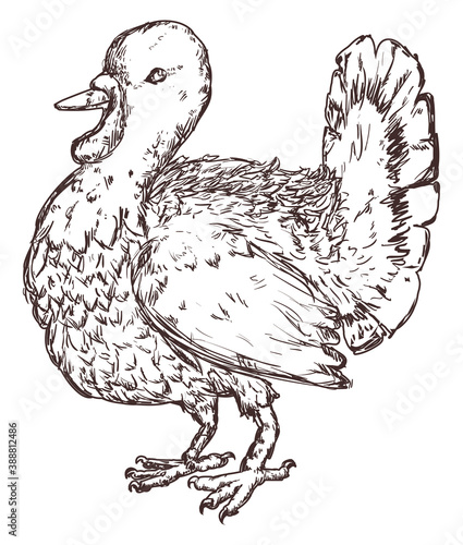 Isolated Domestic Turkey in Hand Drawn Style, Vector Illustration