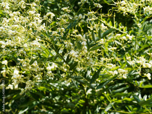 Styphnolobium japonicum - Sophora du Japon ou arbre aux pagodes à floraison en panicules terminales blanc-crème, odorante et nectarifère en milieu d'été