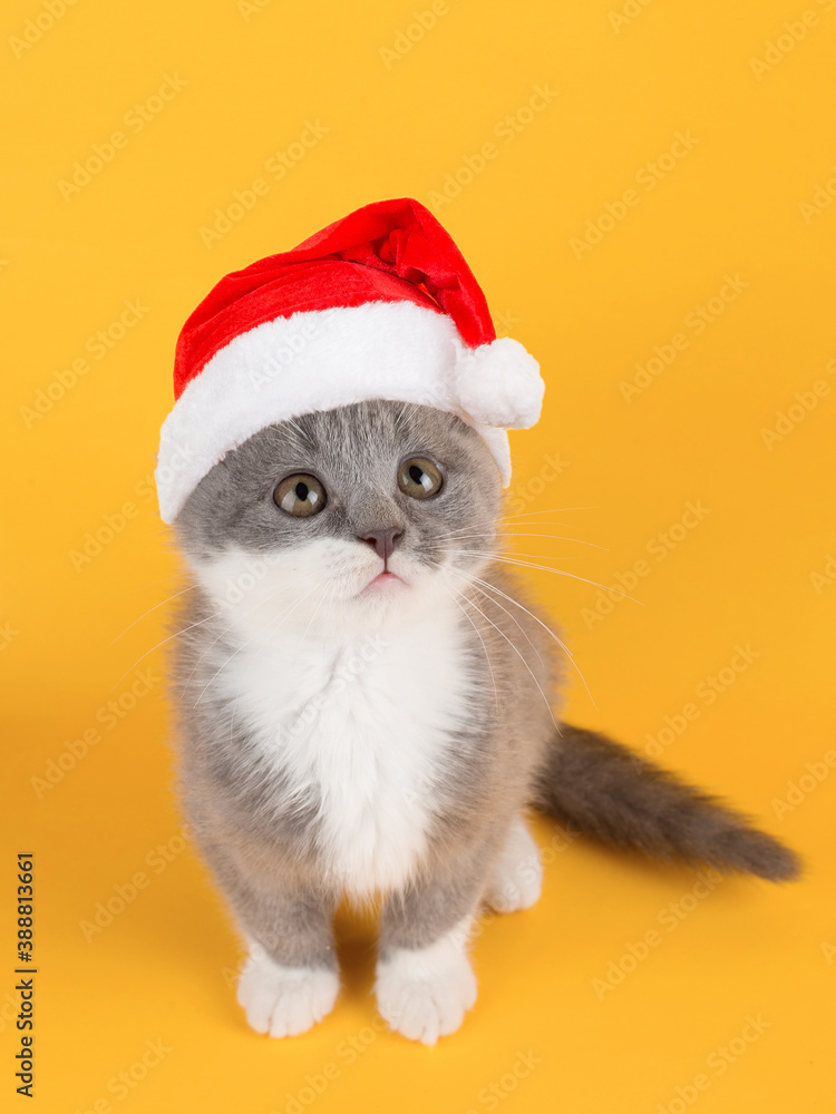 Cute gray playful cat in a Santa Claus hat, against a yellow background. Concept postcards for Christmas. Cute gray playful cat in a Santa Claus hat, against a yellow background. Concept postcards for Christmas.