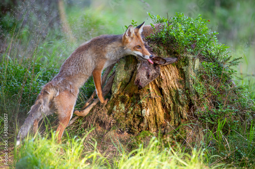 Fuchs weidet auf einem Baumstumpf liegendes Wildbret aus