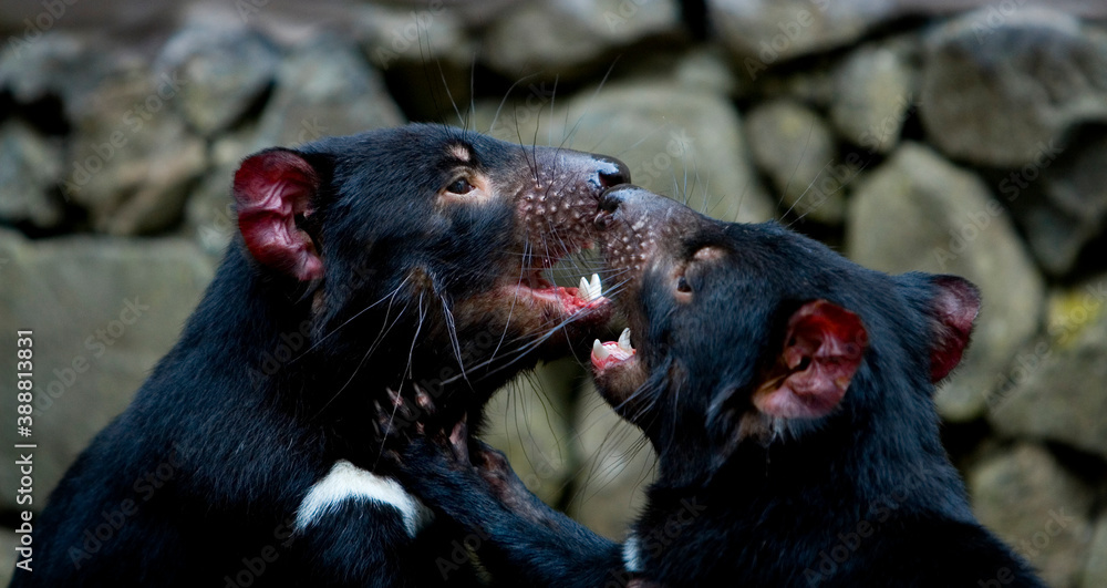 Tasmanian Devils play fighting Tasmanian Devils play fighting