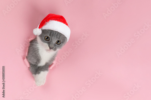 Cute gray playful cat in a Santa Claus hat, on a pink background. Concept postcards for Christmas. © Plutmaverick