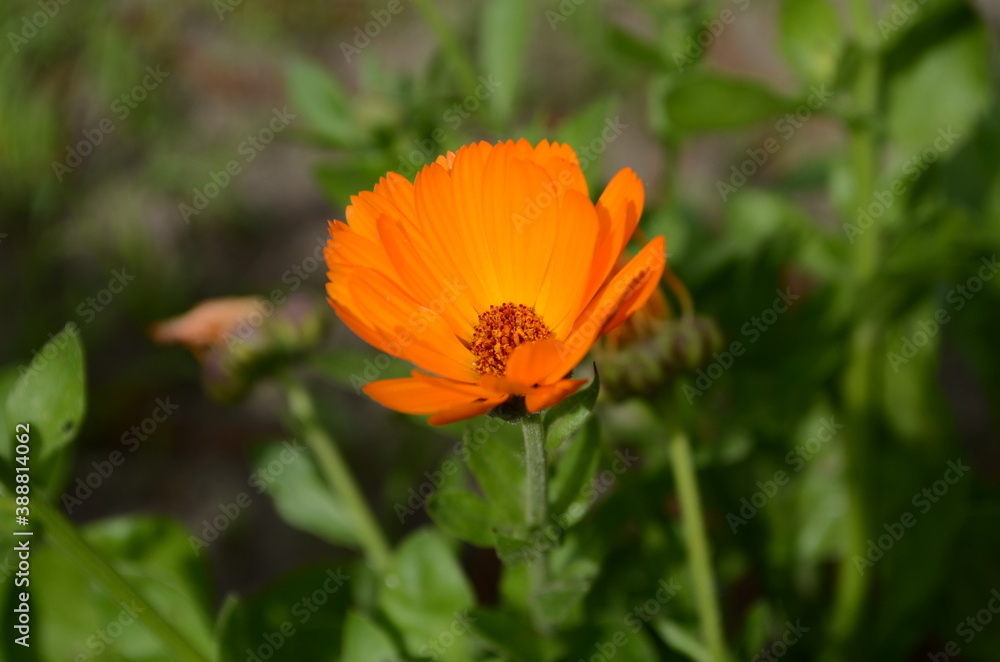 Orange pot marigold or ruddles or common marigold or Scotch marigold (Calendula officinalis) flower close up