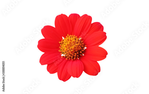 One red mexican sunflower isolated on white background with clipping path.