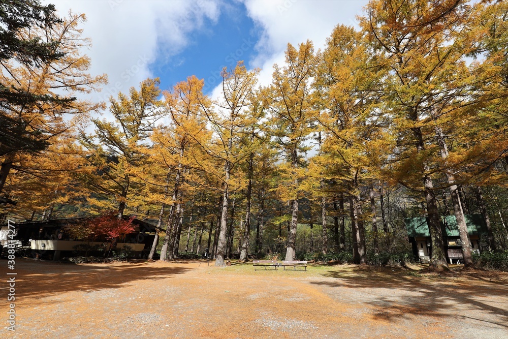 Naklejka premium 上高地の紅葉