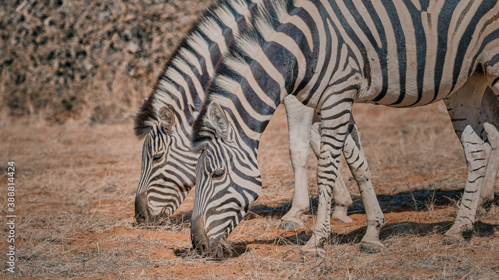 African animal at etosha national park in Namibia, Africa