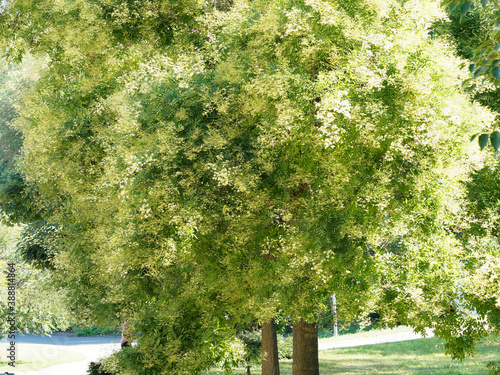 Styphnolobium japonicum | Sophora du Japon ou pagode japonaise, arbre au port majestueux, cime arrondie et rameaux à écorce verte photo