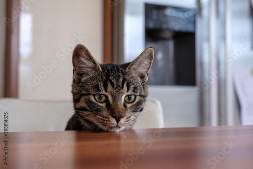  grey house cat looks curiously over the edge of the table