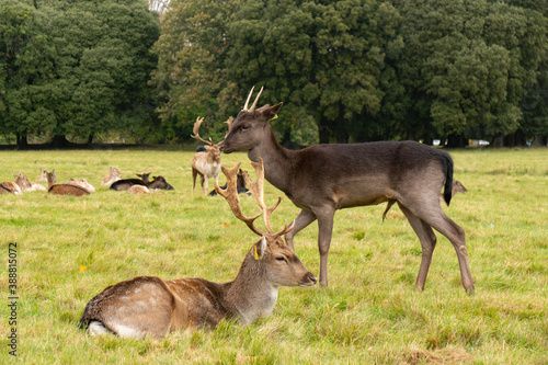 Great Deer (Cervus Elaphus) and whitetail deer on a meadow, eating grass and resting