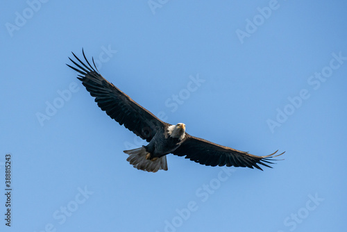 Head on perspective of Bald Eagle in Flight flying towards the camera with a slim streamlined profile. © Dominic Gentilcore