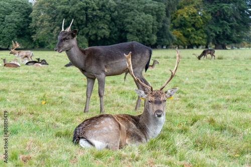 Young deer facing the camera while eating and resting. Phoenix Park, Dublin, Ireland.