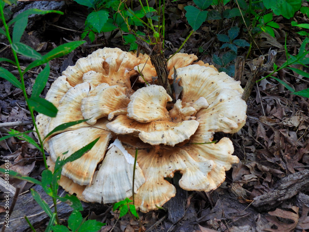 Closeup of Wild Mushroom Large Polypore Growing on the Ground on Wood Chipped Trail with Plant Growing Through the Center Micro of White and Brown Mushroom Wild Fungi Fungus