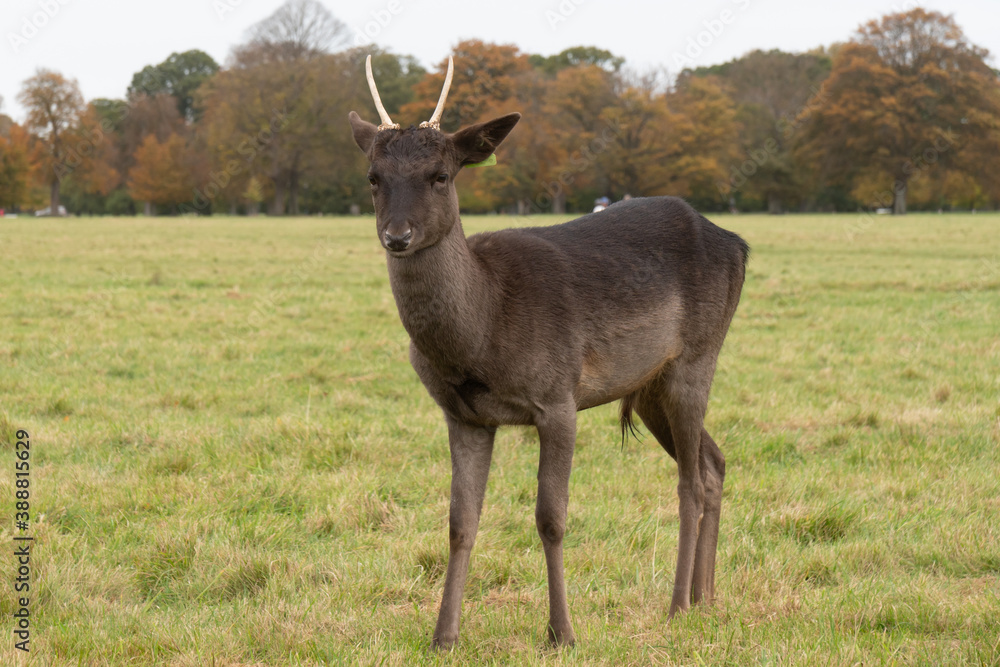 Fallow deer, Phoenix Park, Dublin, Ireland Fallow deer, Phoenix Park, Dublin, Ireland