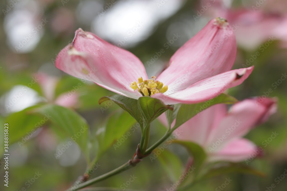 Pink flowers of spring trees Pink flowers of spring trees