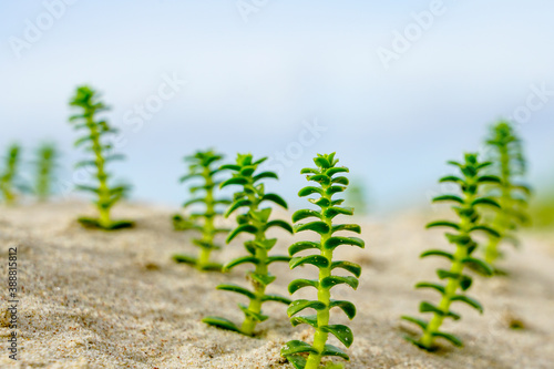 Sea sandwort, Honckenya peploides, in the sandy beach on the baltic sea photo