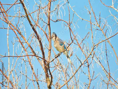 Obraz na plátne A Bluejay Bird with Its Beak Wide Open Squawking While Looking Over the Horizon