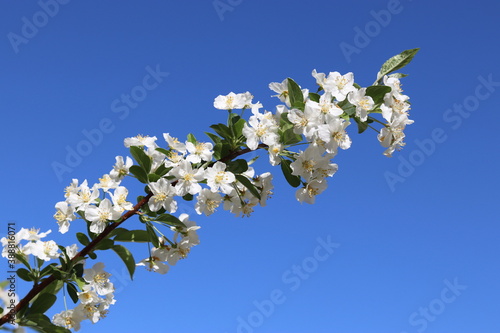 Branch with white flowers of a spring tree close up