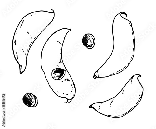 Vegetables, illustration hand drawn in realistic sketch style Dolichos Lablab, hyacinth beans or Surti Papdi pods and seeds isolated on white background.