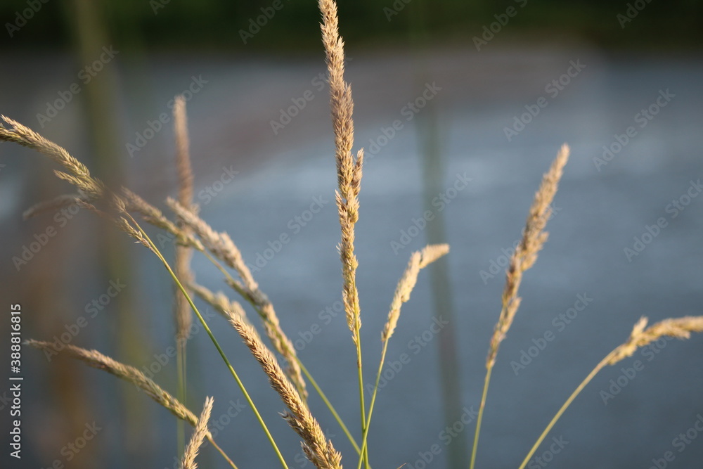 reeds in the wind reeds in the wind