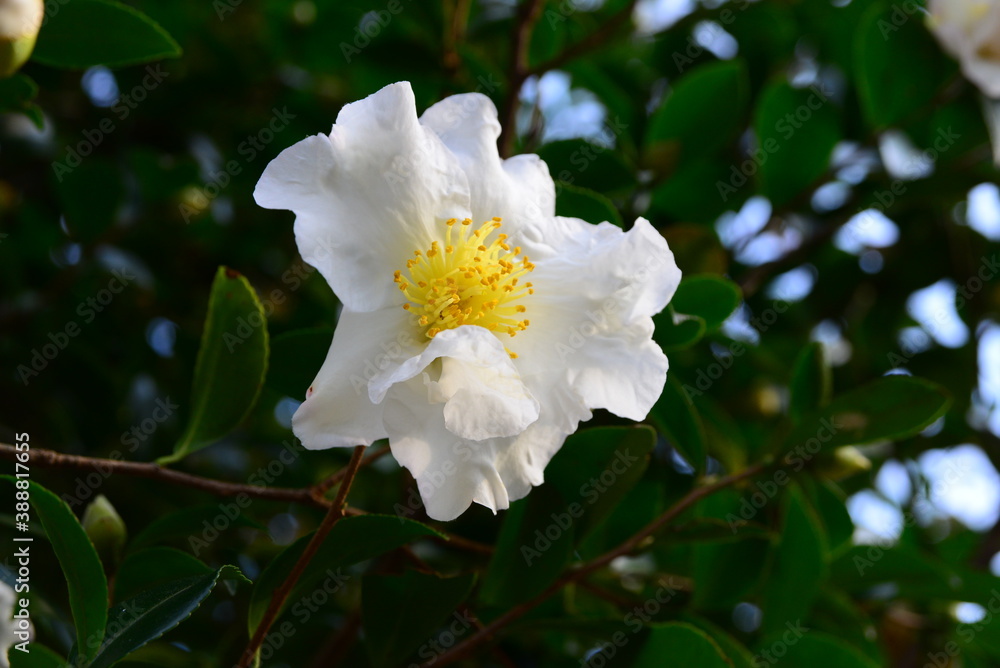 Obraz premium 白いサザンカ