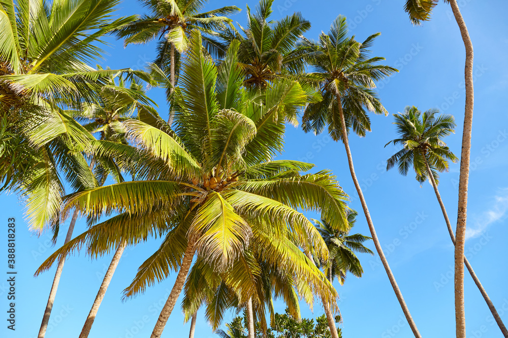 Fototapeta premium Coconut palm trees against the blue sky.