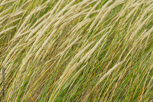 Fototapeta Naklejka Na Ścianę i Meble -  background with european marram grass or beach grass