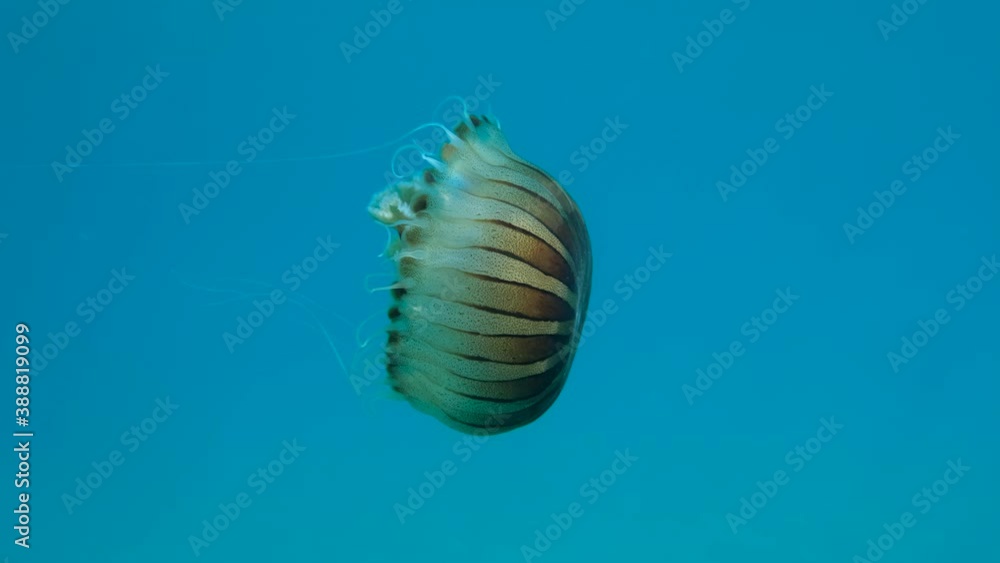 Closepup of Compass jellyfish (Chrysaora hysoscella) swim in the blue