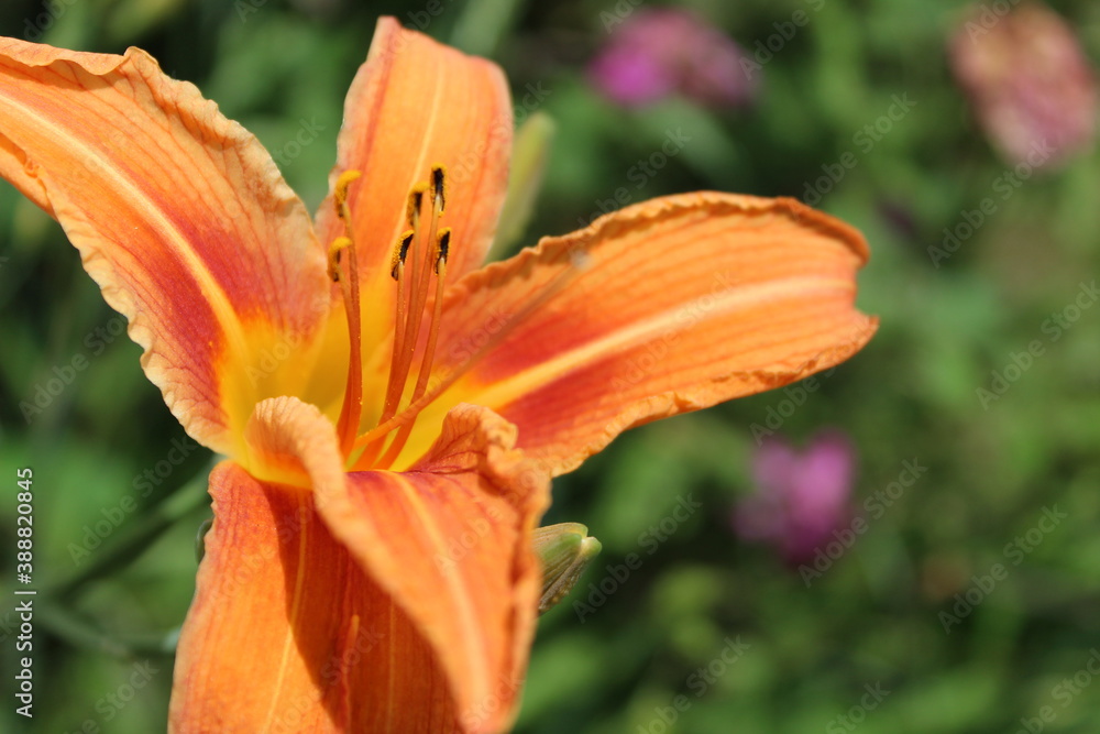 Fototapeta premium orange tiger lily