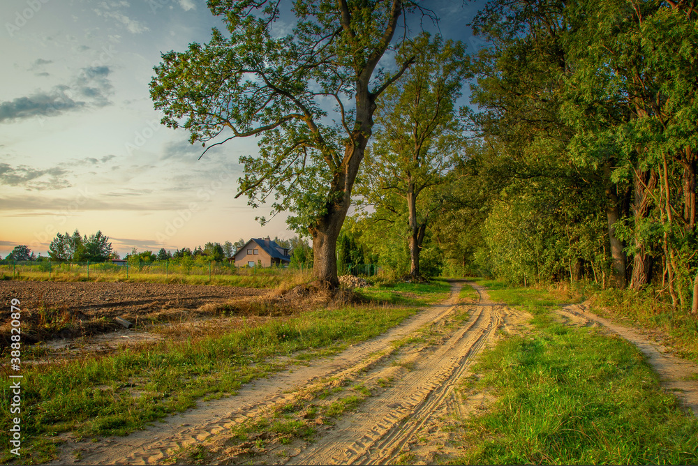 Fototapeta premium Forest lit by the setting sun, Poland.