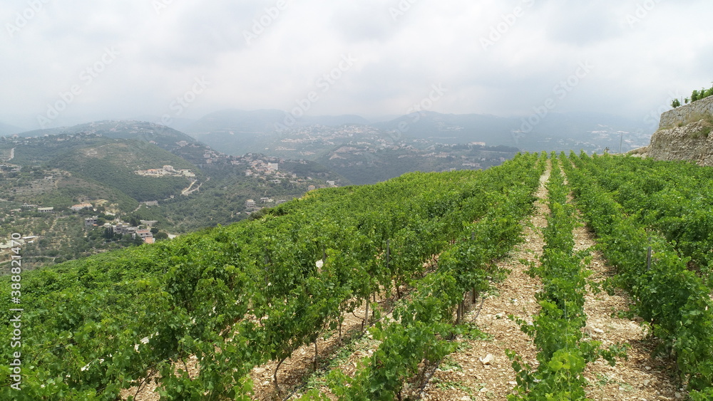 Vineyard landscape in a cloudy weather. Wine lovers. Travel destination