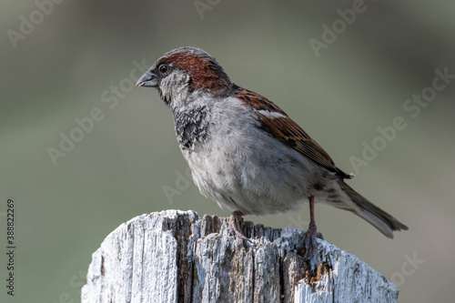 Sparrow on Fence Post