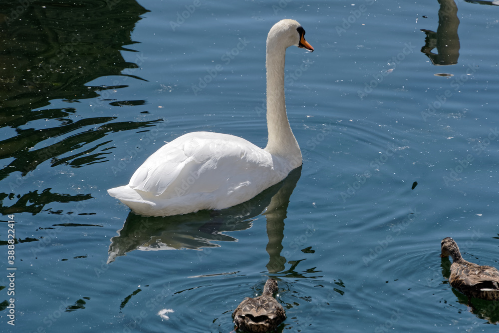 Obraz premium Cygne tuberculé accompagné de canards 