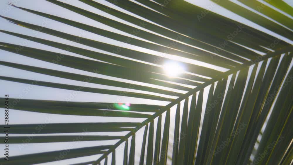 The sun's rays make their way through the branches of palm trees
