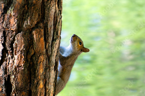 squirrel on a tree