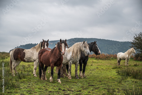 A herd of wild horses, in the Welsh landscape. It is autumn and the sky is cloudy  © parkerspics