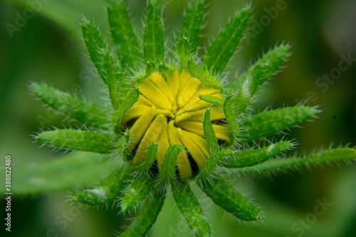 flower closed