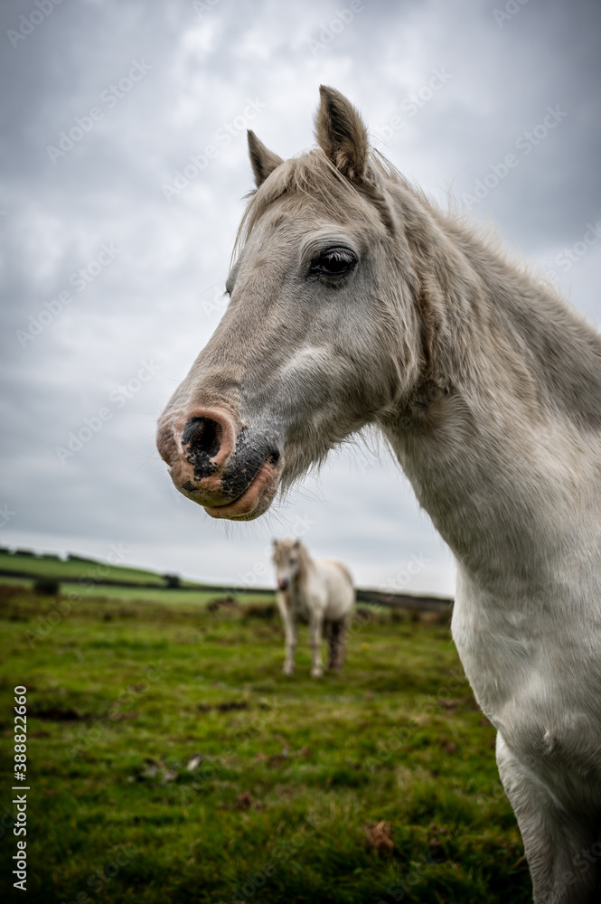 A single white, wild horse in the rural landscape of Wales. The autumn day is cloudy