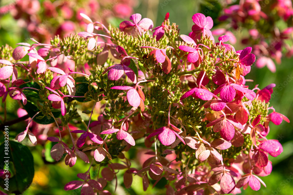 Deutscher Botanischer Garten im Sommer in Voller Blüte Deutscher Botanischer Garten im Sommer in Voller Blüte
