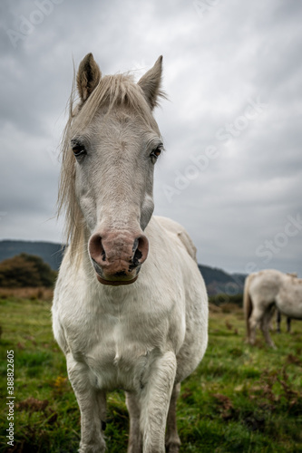 A single white, wild horse in the rural landscape of Wales. The autumn day is cloudy © parkerspics