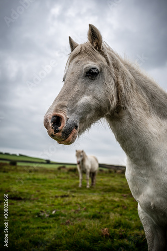A single white  wild horse in the rural landscape of Wales. The autumn day is cloudy