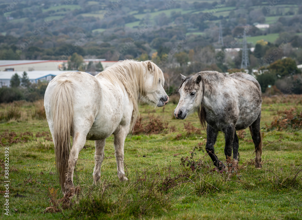 Two wild horses, showing each other affection, on an autumn day Two wild horses, showing each other affection, on an autumn day