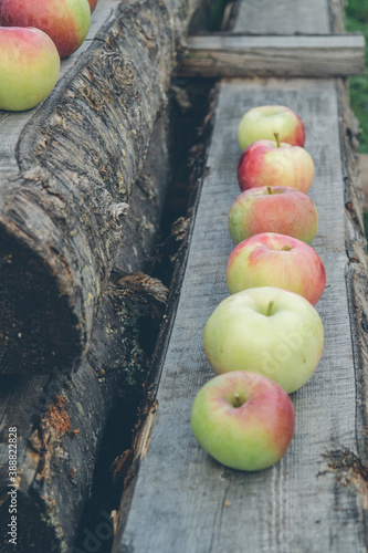 pink fruit apples on wooden boards in the yard in the village