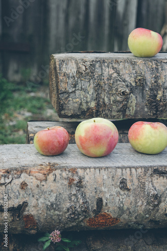 pink fruit apples on wooden boards in the yard in the village