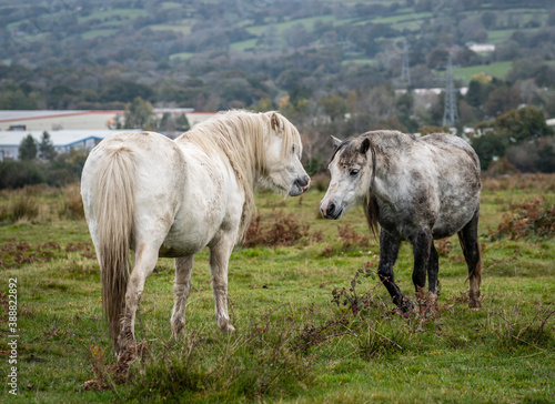 Two wild horses, showing each other affection, on an autumn day