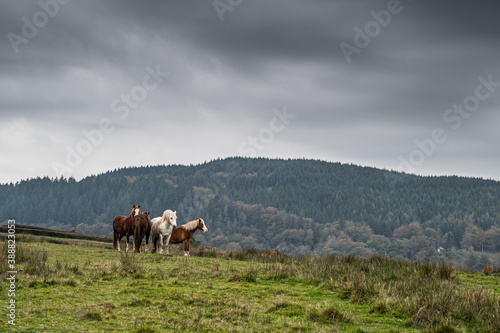 A herd of wild horses, in the Welsh landscape. It is autumn and the sky is cloudy 